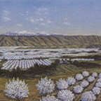 San Jose Orchards in Bloom